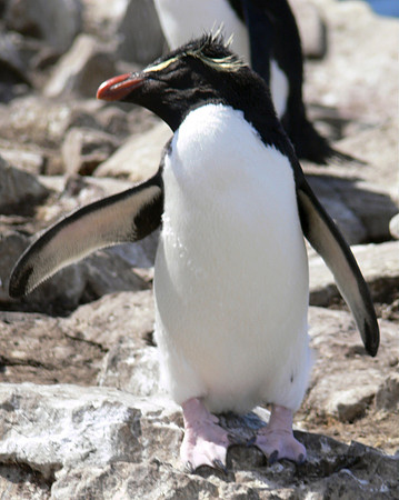 Stanley, Falkland Islands / Islas Malvinas