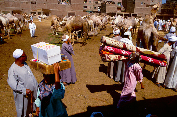 The Cairo camel market (Sug al Gimaal)