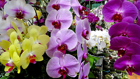 Da Lat Flower Park