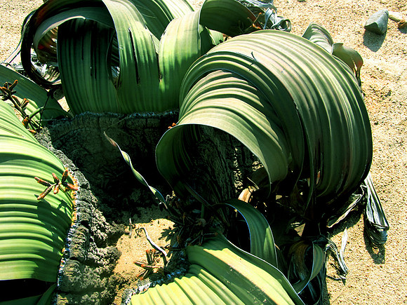 Rare Welwitschia Mirabilis Plant