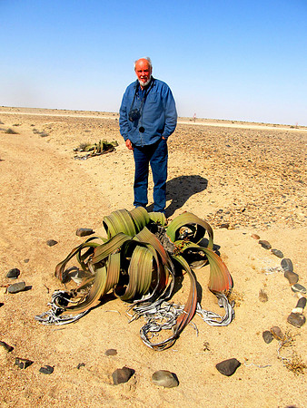 Rare Welwitschia Mirabilis Plant