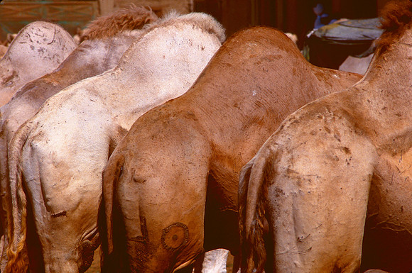 Camel humps