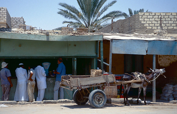The Oasis at Siwa, Egypt
