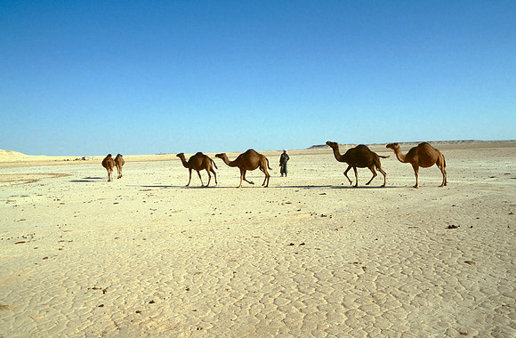 The Oasis at Siwa, Egypt
