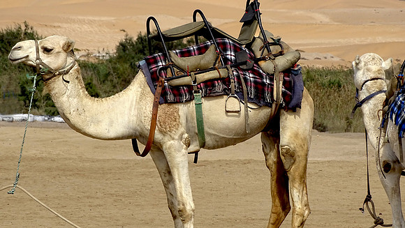 Camels of the desert.