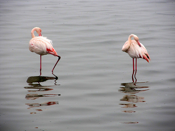 Flamingos of Namibia