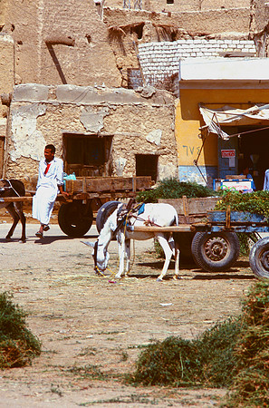 The Oasis at Siwa, Egypt