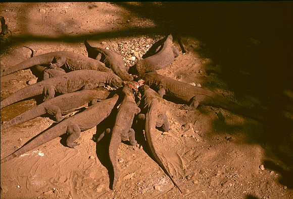 Komodo Dragons