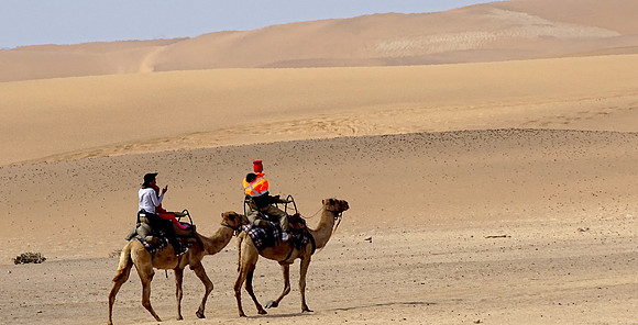 Camels of the desert.