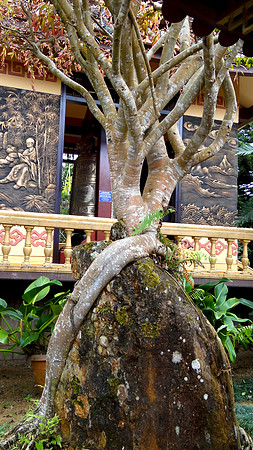 Truc Lam Zen Monastery