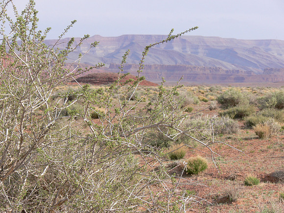 UtahTW2007 103.jpg