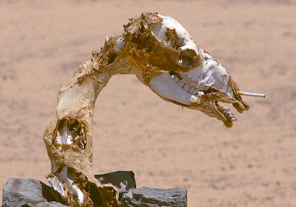 Mummiefied camel