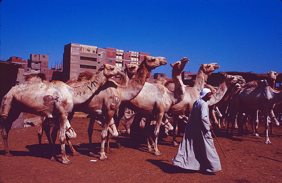 Inspecting the herd.