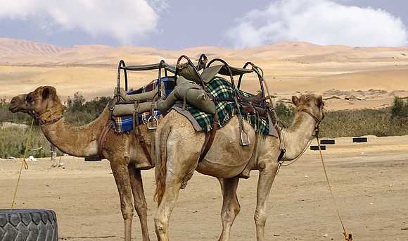 Camels of the desert.