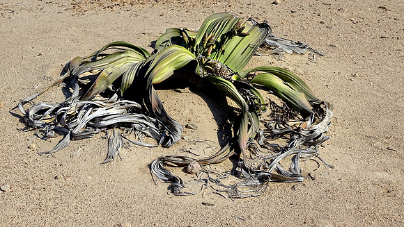 Rare Welwitschia Mirabilis Plant