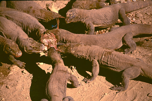 Komodo Dragons