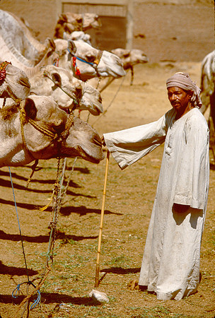 A man stands watch over his herd.