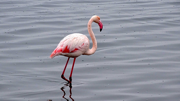 Flamingos of Namibia