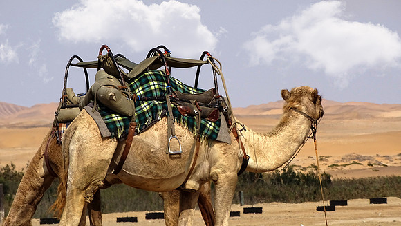 Camels of the desert.