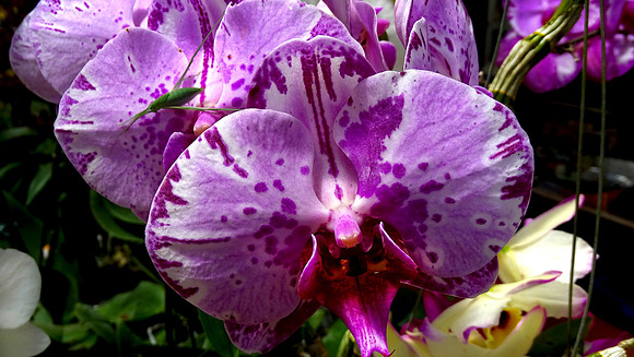 Da Lat Flower Park