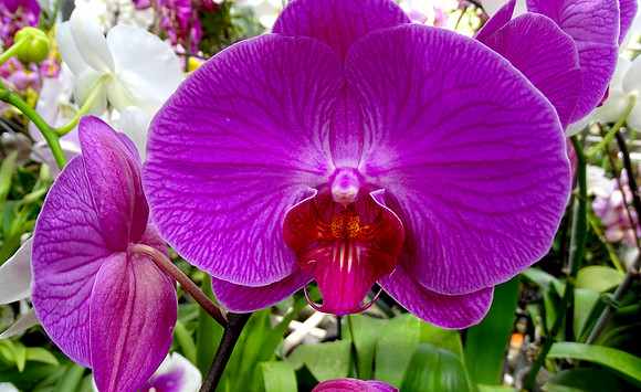 Da Lat Flower Park