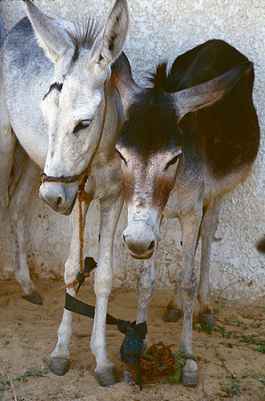 The Oasis at Siwa, Egypt