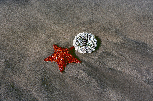 Star fish and sea urchin on beach.