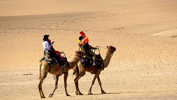 Camels of the desert.