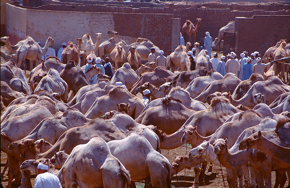 Camel herd in Cairo camel market.
