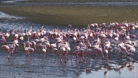 Flamingos of Namibia
