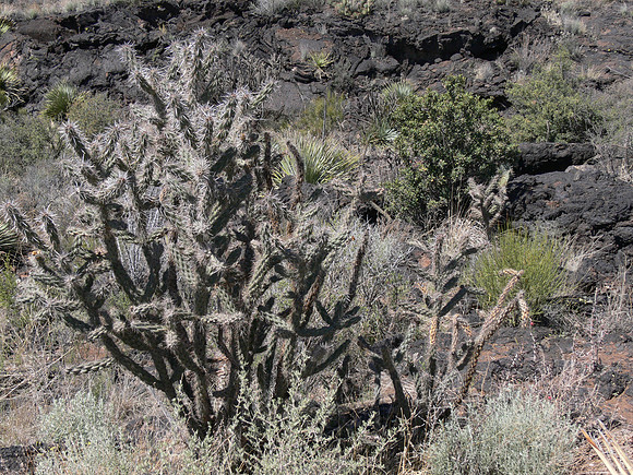 Valley of Fires Recreation Area - New Mexico
