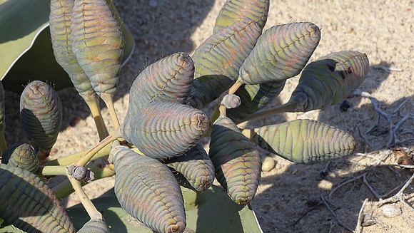 Rare Welwitschia Mirabilis Plant