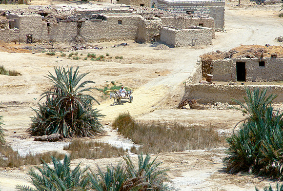 The Oasis at Siwa, Egypt