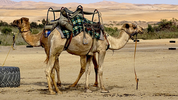 Camels of the desert.