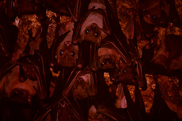 Bats in cave on island of Bali.
