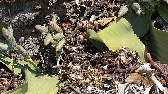 Rare Welwitschia Mirabilis Plant