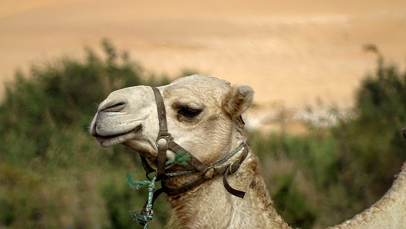 Camels of the desert.