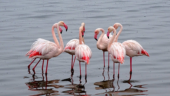 Flamingos of Namibia