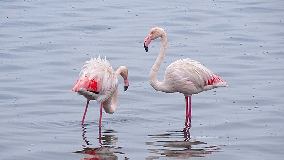 Flamingos of Namibia