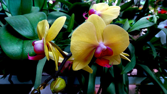Da Lat Flower Park