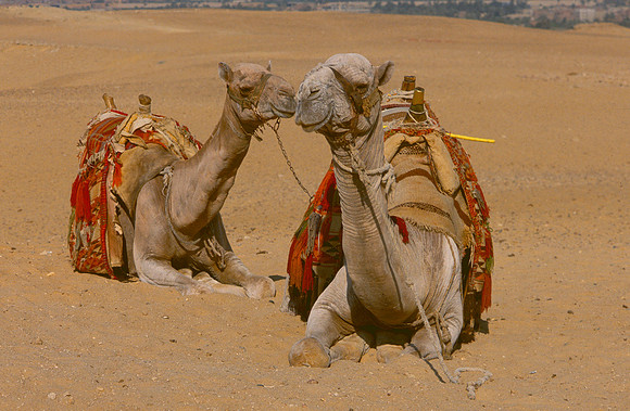 Two camels in the desert.
