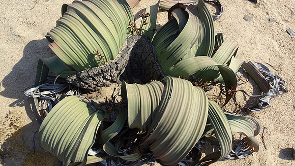 Rare Welwitschia Mirabilis Plant
