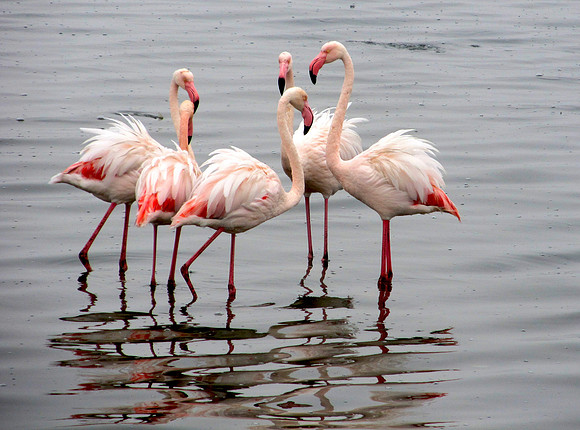 Flamingos of Namibia