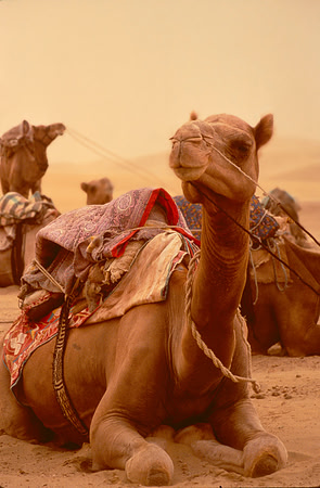 Camels in desert.