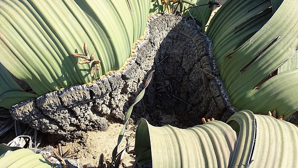 Rare Welwitschia Mirabilis Plant