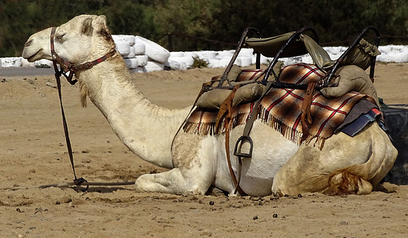 Camels of the desert.