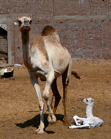 Mother camel with baby.