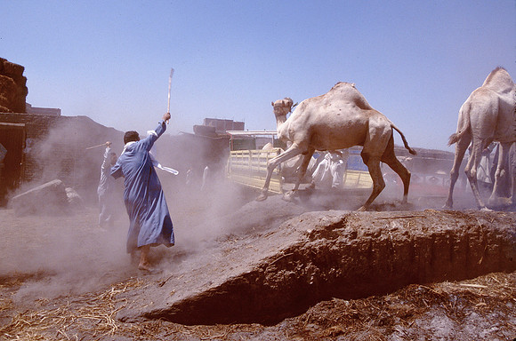 Men battle to load a camel into a truck.