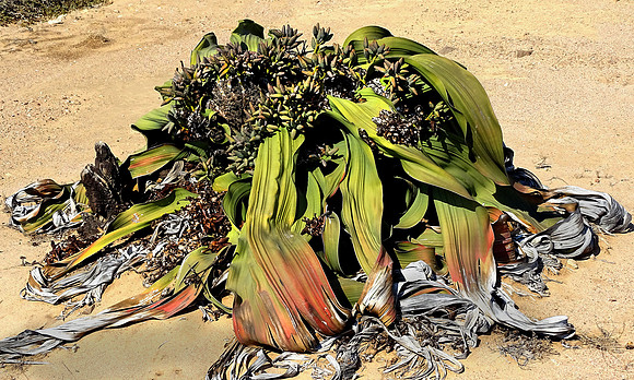 Rare Welwitschia Mirabilis Plant