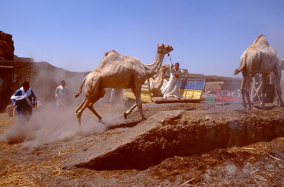 Men battle to load a camel into a truck.